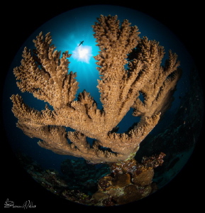 Fisheye view by Steven Miller 